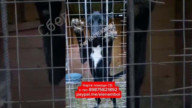 Помните этих малышей? Они живы-здоровы и ищут родителей ❤️ смотреть онлайн