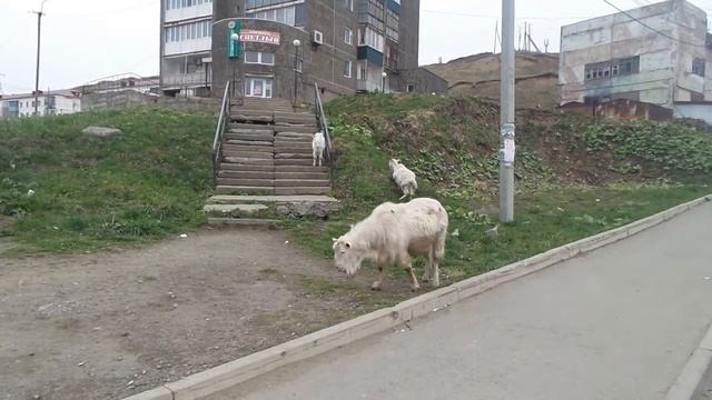 Козлы и козы в городе Холмск смотреть онлайн