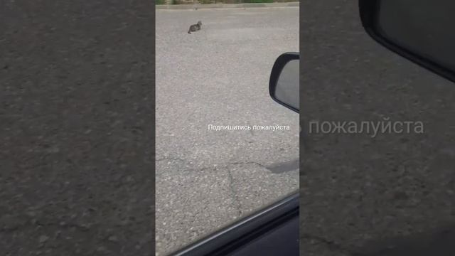 #кот #чечня #грозный  #москва #россия #дагестан #махачкала #азербайджан #баку #украина #беларусь