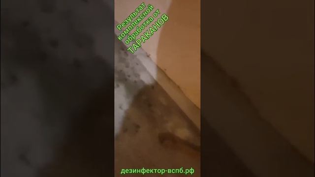 Комплексная обработка от тараканов в Санкт-Петербурге. смотреть онлайн