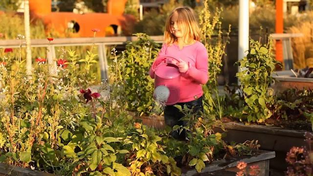 Clubs and teams_Australia_beehive3-culture-video-unit-1 смотреть онлайн