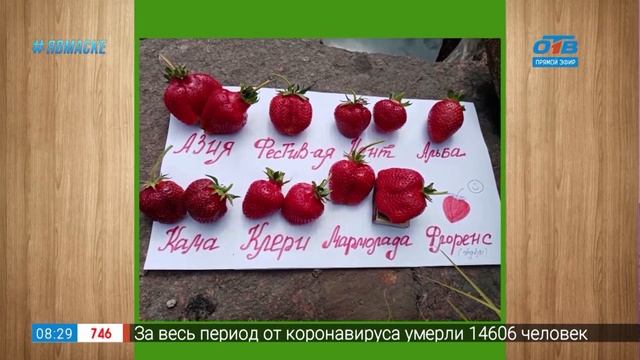 Руки садовода – удачные сорта садовой земляники смотреть онлайн