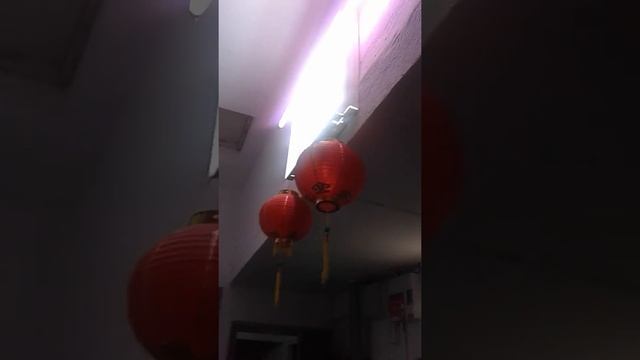 Оранжерея в подъезде (Тюмень) смотреть онлайн