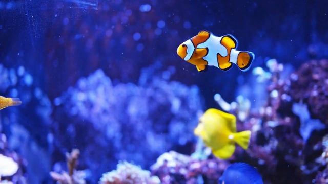 Pets affecting your health Eps-1 / Fish Pets / Dogs Pets / How Fish can make good pets for people. смотреть онлайн