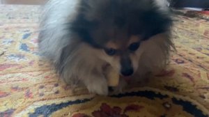 Шпиц Маркус делает кусь и хрюкает