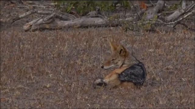 Safari Live : James Does A Back Backed Jackal Call  July 13, 2016  ( Funny )