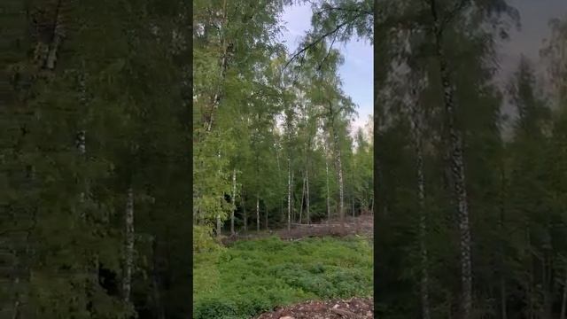 Деревня Мисайлово, земельный участок площадью 7.77 соток смотреть онлайн