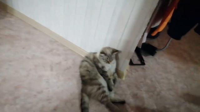 Vlog Cтадион Новосинеглазово 02.05.2021 смотреть онлайн