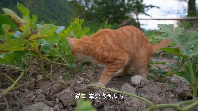 种了三个月的西瓜丰收了，地的主人看见了眼红，要收回土地，以后就不能在家门口摘西瓜吃了 смотреть онлайн