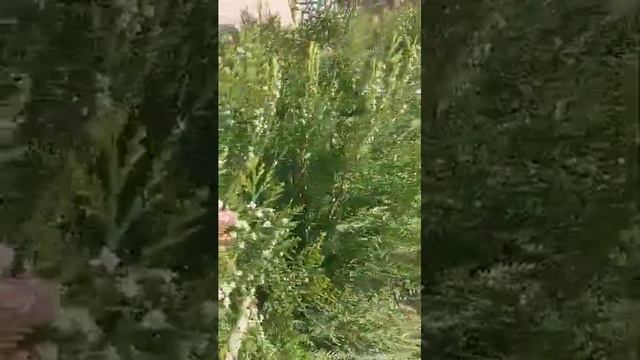 ЖкПритяжениеРИЭЛТОР#СВЕТЛАНАБЕЛОУСОВА#.8-913-813-7797#АНАПА#НОВОСТОЙКИ#ВТОРИЧКА#КВАРТИРА#НЕДВИЖИМОС