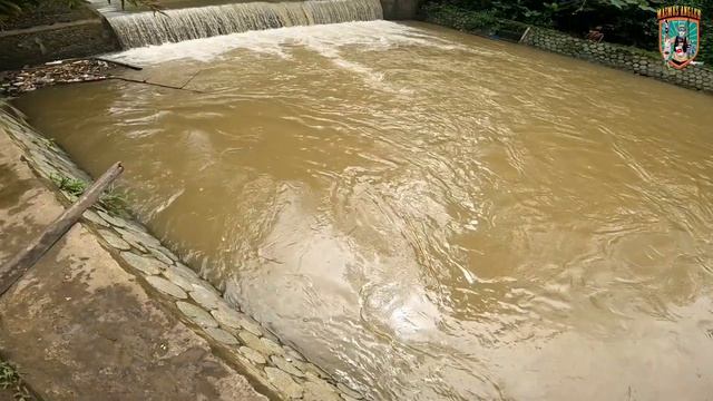 TERBUKTI A1 ADA IKAN HAMPALA NYA ‼️ #castinghampala #hampala #mancinghampala #palung #ikanhampala смотреть онлайн