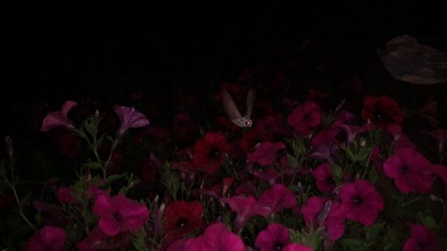 Бражник лакомится нектаром смотреть онлайн