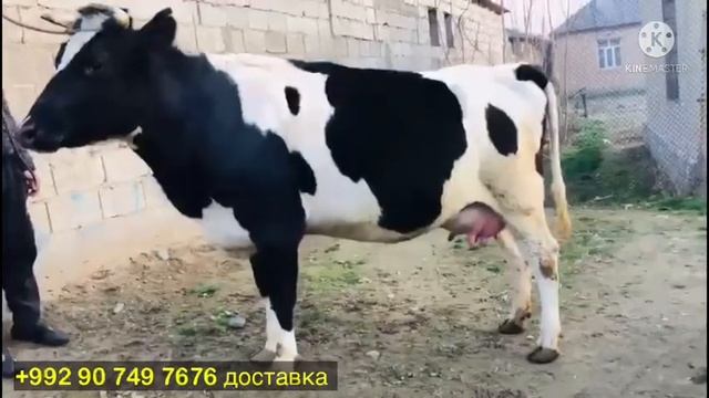 Срочно фруши 5 февраля 2022 г. смотреть онлайн