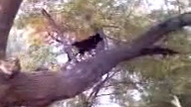 прикол))) собака на дереве))) смотреть онлайн