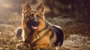 МИНУСЫ НЕМЕЦКОЙ ОВЧАРКИ - ОБ ЭТОМ МОЛЧАТ ЗАВОДЧИКИ. НЕМЕЦКАЯ ОВЧАРКА ВСЕ О ПОРОДЕ.