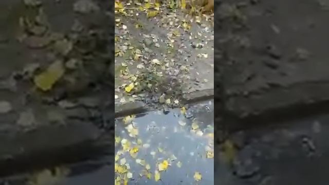 Н.Каховка 25.11.22 Горького 20 смотреть онлайн