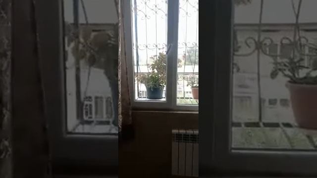 Квартира сдаётся. Адрес Душанбе, 33 Мкр. +992918679484 Ватсап смотреть онлайн