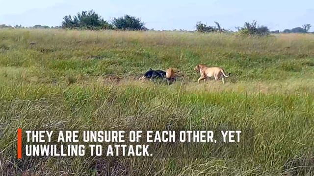 Hyena VS Lion: Incredible Animal Sightings- Brave Africa Virtual Safari #5 смотреть онлайн
