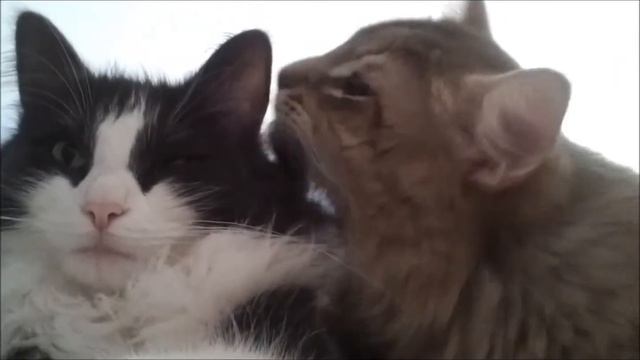 iMac and Hot Space the cats смотреть онлайн
