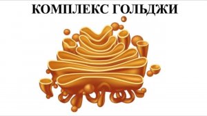Комплекс Гольджи в формате ЕГЭ