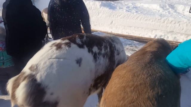 Тэрыб кöр (Быстроногий олень) - 2018. смотреть онлайн
