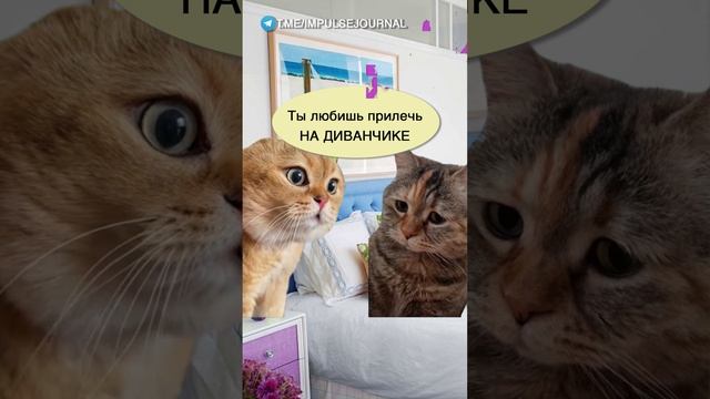 А какая ваша #мыкотики #вмем #разговор #анекдот #шутки #кот #юмор #смешное #прикольно #мемы #cat смотреть онлайн