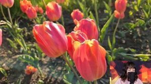 Богатая любовница забрала мужа из семьи. Жена сначала поникла, но решив проследить...