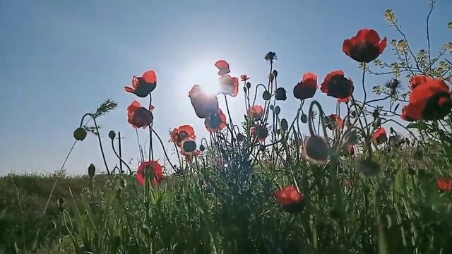 Маки #вдохновение #природамать смотреть онлайн