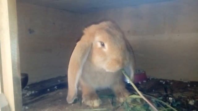 кролики и уход за ними