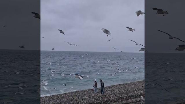 олимпийский парк Сочи чёрном море набережная смотреть онлайн