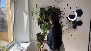 Фитомодуль | плюсы и минусы | уход