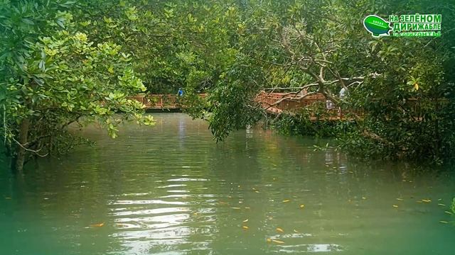Мангровый лес на острове Краби. Видео-зарисовка.