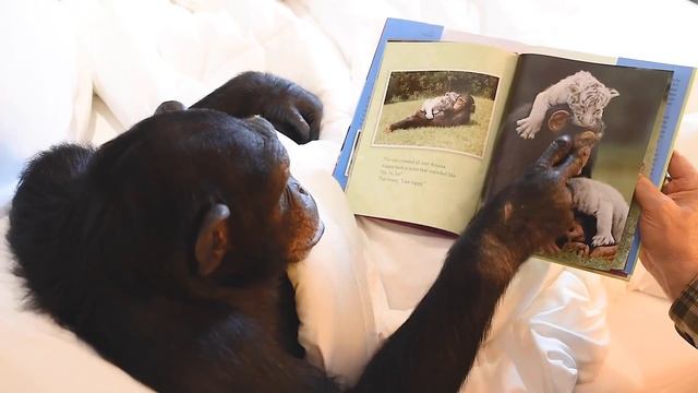 Chimpanzee Story Time with a Tiger Cub! | Myrtle Beach Safari смотреть онлайн