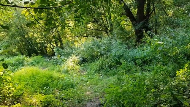 240820 Нутрия или бобр? Правый берег реки Цон пгт Посёлок Знаменка Орловская Орловский район г Орёл смотреть онлайн