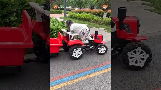 Smart dog saves people's lives V5 - The bravest dog showbiz ever! - Amazing pets смотреть онлайн