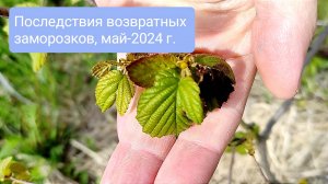 Последствия возвратных заморозков в саду фундука, май-2024