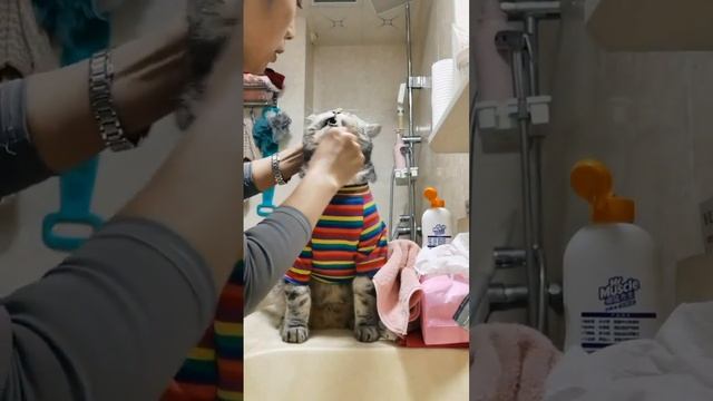 как ухаживать за котом 😎😼😼😼😆😄😃😀😂🤣🤗😹 смотреть онлайн
