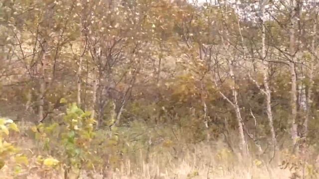 Осень на Камчатке/ сентябрь 2021 смотреть онлайн