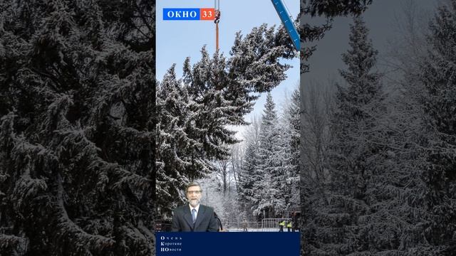 Чиновники без спроса спилили ёлку с участка жительницы Красноярского края