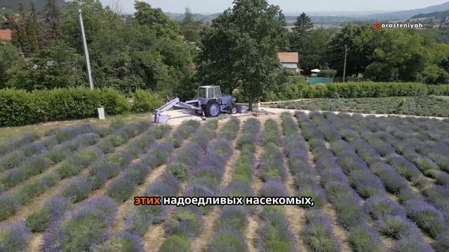 Лаванда: секреты выращивания, ухода и использования🪻 смотреть онлайн