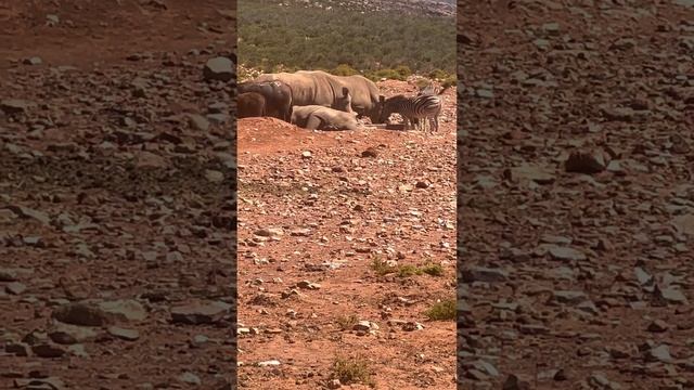 🇿🇦 Wild Safari Day in South Africa Aquila Wild Game Resort. See all the beautiful animals up close смотреть онлайн