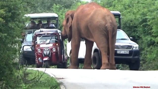 Safari friends who safely rescued the people in the tricycle caught in the clutches of the elephant смотреть онлайн