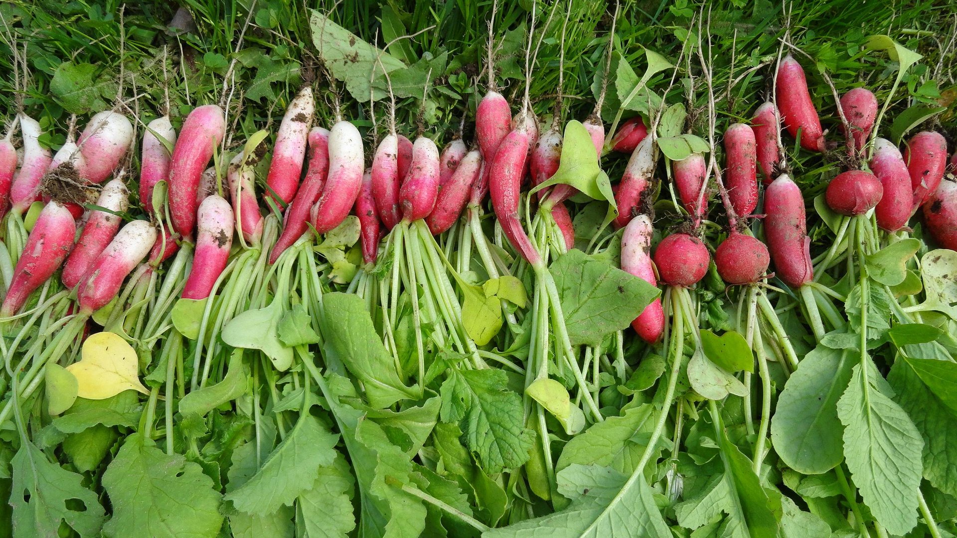 Наша дача. Май / Посадки и первый урожай. смотреть онлайн