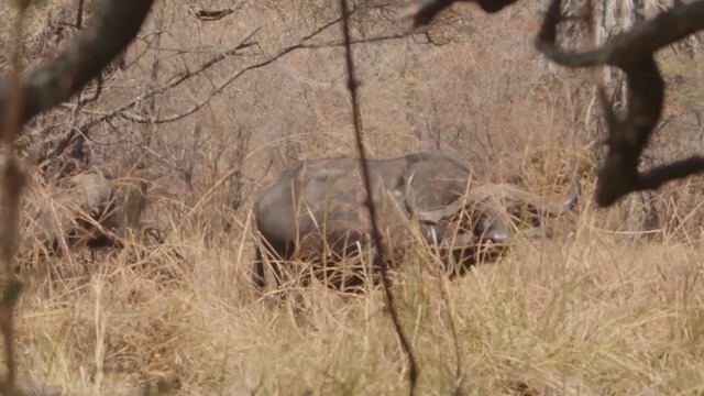 Bowhunting A MONSTER Cape Buffalo | 100% Free Ranging | смотреть онлайн