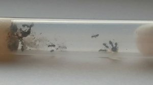 Мы купили муравьев Lasius niger.