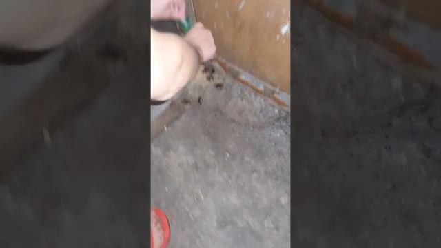 COCKROACH KILLER. VERY EFFECTIVE!