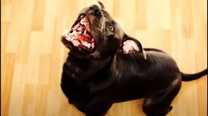 Супруги хотели избавиться от собаки  Посмотрев камеры, они обомлели!