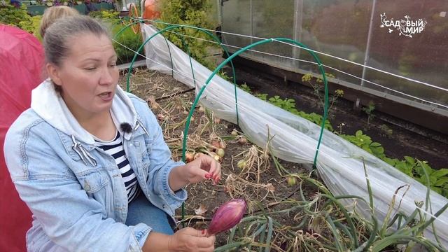 ЛУК НА ХРАНЕНИЕ - САМЫЕ ЛЕЖКИЕ СОРТА смотреть онлайн