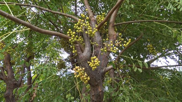 PALOMA GRIDA VILLAGE & SPA ***** BELEK TURCJA 4K /NASZE PODRÓŻE смотреть онлайн