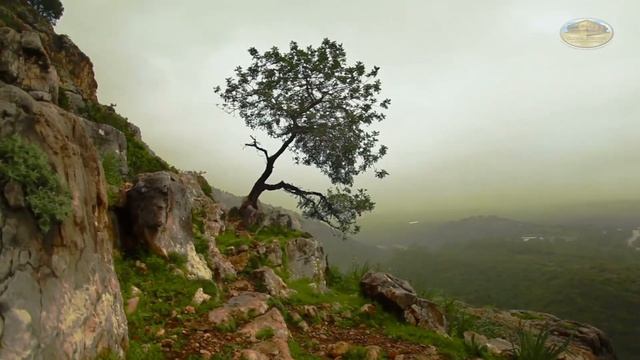 5 Environmental Proposals For The Peace Of Mother Earth | GEAP